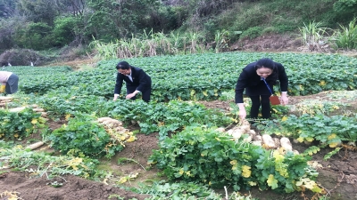 2020年疫情期間，廣東堅基集團解菜農(nóng)滯銷之急